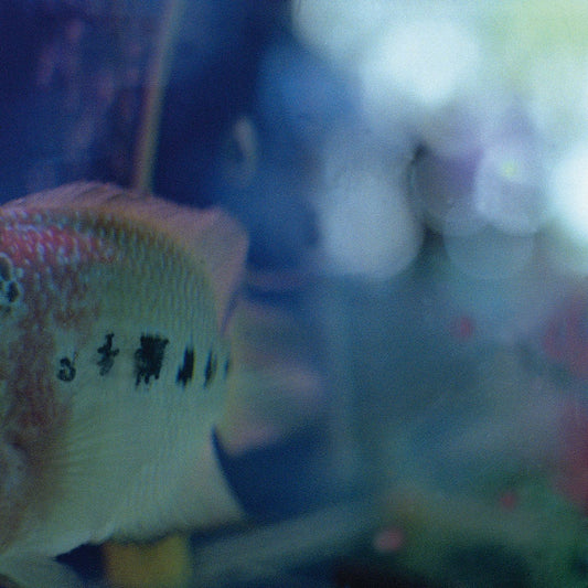 Pochette de : FIER TEL TONNE - NICOLA L. HEIN / NICOLAS SOUCHAL (CD)